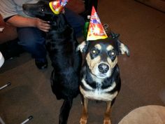 two dogs with party hats on, one is black and the other has brown hair