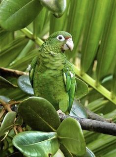 a green parrot sitting on top of a tree branch next to lots of leafy branches