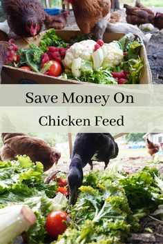 chickens, lettuce and other vegetables are shown in this collage with the words save money on chicken feed