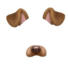 a dog's nose and snout are shown in three different positions, including the nose with