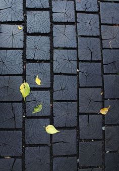 leaves are on the ground with black tiles