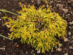 a plant with yellow flowers growing out of it's center surrounded by dirt and rocks