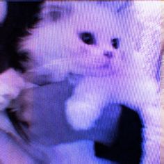 a blurry photo of a white cat with black eyes