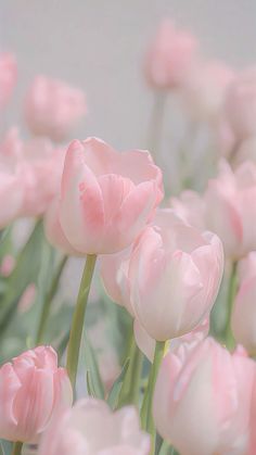 pink tulips are blooming in the garden