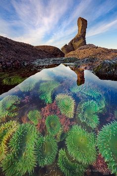 an underwater view of the ocean with green plants and rocks in the foreground, under a blue sky