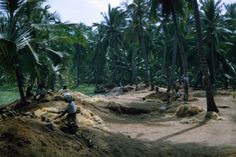 some people are digging in the dirt near palm trees and other things that have been dug up