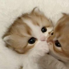 two kittens are playing with each other on a white carpeted floor and one is looking at the camera