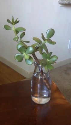 a glass vase with some green plants in it