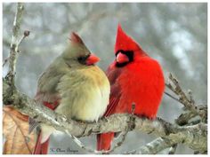 two red birds sitting on top of a tree branch