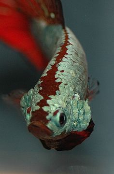 a red and white fish swimming in an aquarium