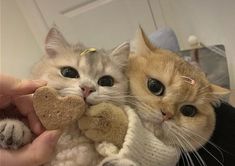 two cats that are sitting next to each other with stuffed animals in their hands and one is holding a teddy bear