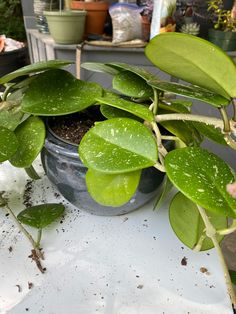 a potted plant sitting on top of a table next to other pots filled with plants