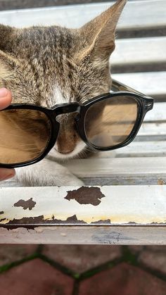 a cat wearing sunglasses on top of a bench