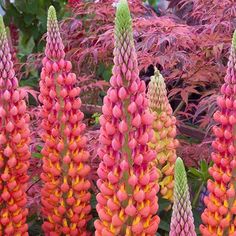 pink and yellow flowers are in the foreground with other plants behind them on either side