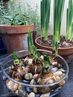 some plants that are growing out of the rocks in a glass bowl on a table