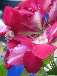 pink flowers are in a blue vase with green leaves on the bottom and white stamen