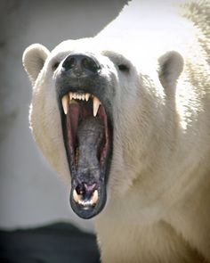 a polar bear with its mouth open showing teeth