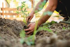 a man is digging in the dirt with a pair of scissors to plant a tree