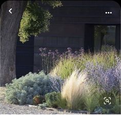 some purple and green plants in front of a black building with trees on the other side