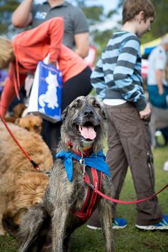 two dogs are tied to leashes while people stand in the background with their backs turned