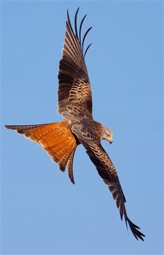 a brown and black bird flying in the sky