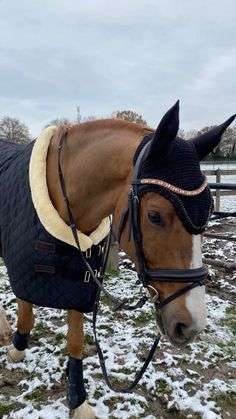 a brown horse wearing a black hat and blanket on it's head in the snow