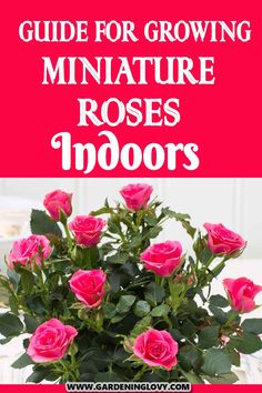 pink roses in a vase with the title guide for growing miniature rose's indoors