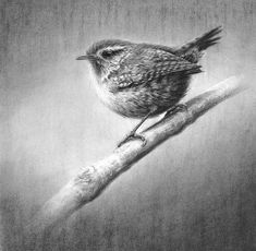 a pencil drawing of a bird sitting on a branch