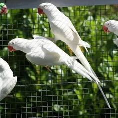 four white birds sitting on top of a wire fence next to green plants and trees