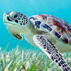 a sea turtle swimming in the ocean with grass on the bottom and blue water behind it