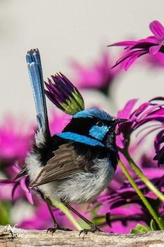 a blue and black bird sitting on top of purple flowers