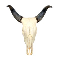 an animal's skull with long horns is shown against a white background and has no image on it