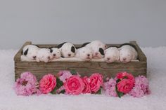 four puppies in a wooden box with pink flowers