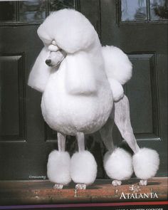 a white poodle sitting on top of a door