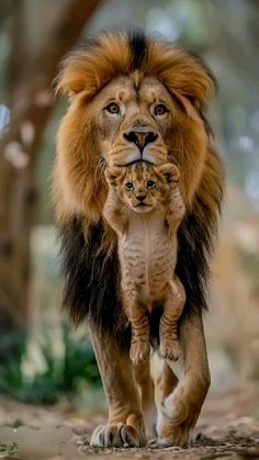 an adult lion walking with a baby lion on its back in the woods, looking at the camera