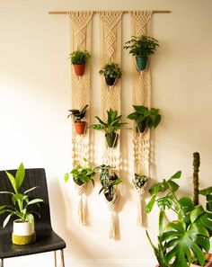 there are many plants hanging on the wall