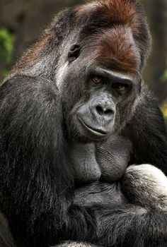 a close up of a gorilla with trees in the background