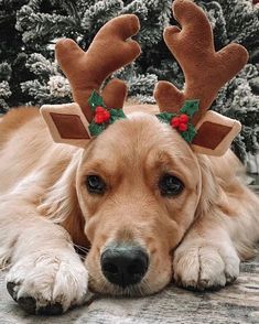 a dog laying on the ground wearing reindeer antlers