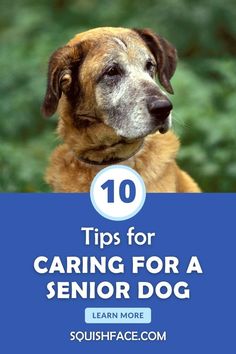 a dog with the words 10 tips for caring for a senior dog learn more about it