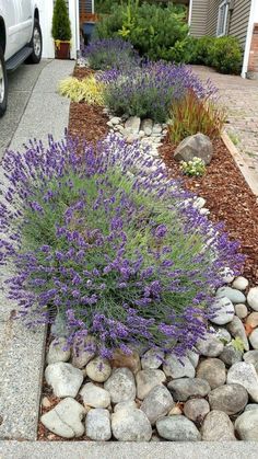 purple flowers and rocks in front of a house