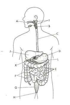 diagram of the human body organs and their major structures labeled in this diagram, you can see