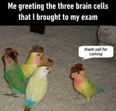 three parakeets sitting on the floor and one has a caption that reads, i came to the three people who interact with my posts thank you for coming