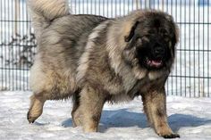 a large fluffy dog standing in the snow next to a wire fence and looking at the camera