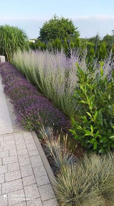 the walkway is lined with purple flowers and grass