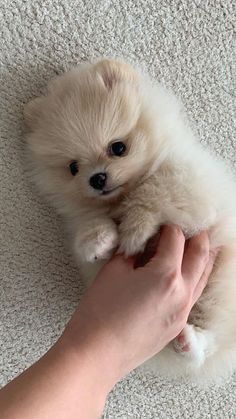 a person holding a small white dog on top of a carpeted floor and petting it's paw