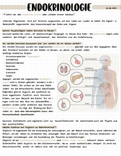 an info sheet describing the different types of endocinologicals in human body