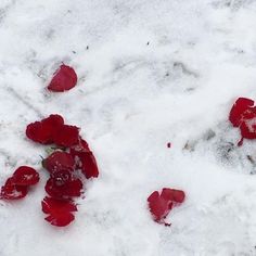 some red flowers are in the snow and it looks like they have fallen from their leaves