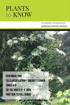 the front cover of plants to know, featuring white flowers and trees in the background