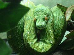 a green snake is curled up on a branch