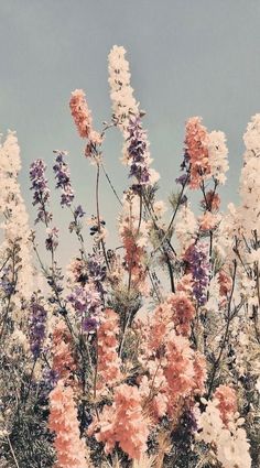 some pink and purple flowers are in front of a blue sky